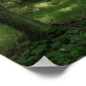 Poster vogelboom (Hoek)