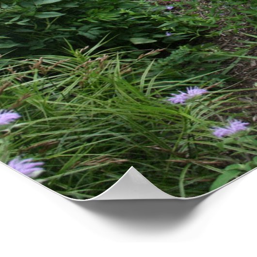 Poster Voici l'apiculture (Coin)