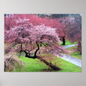 Poster Voie Cherry Blossom (Devant)