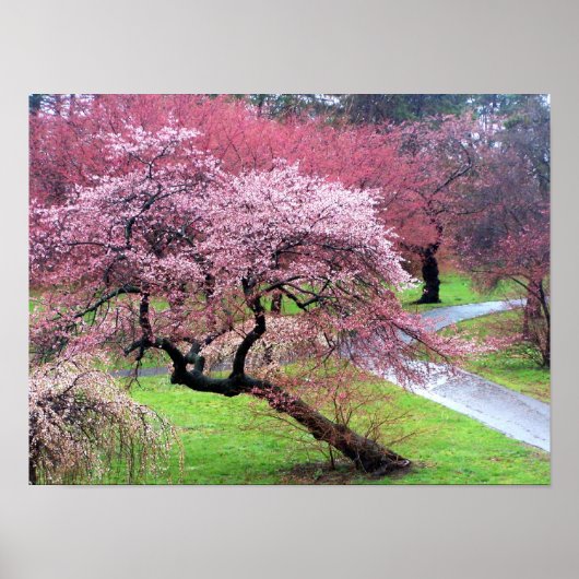 Poster Voie Cherry Blossom (Devant)