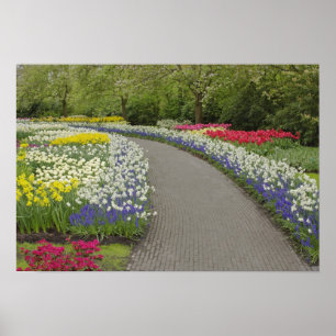 Poster Voie de trottoir à travers tulipes et daffodiles,