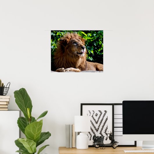 Poster Voilà ! Lion sort sa langue (Bureau à domicile)