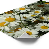 Poster Voir Daisy (Coin)