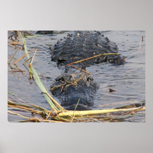 Poster Voir plus tard Alligator (Devant)
