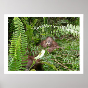 Poster Voisins Nosy en Kalimantan Indonésie