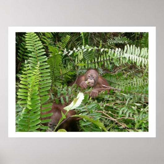 Poster Voisins Nosy en Kalimantan Indonésie (Devant)