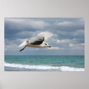 Poster Vol de mouette