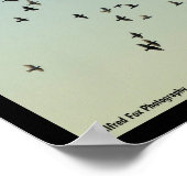 Poster Vol des Pigeons (Coin)