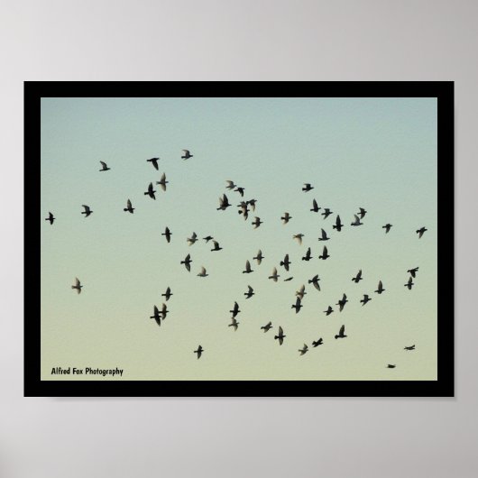 Poster Vol des Pigeons (Devant)