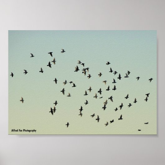 Poster Vol des Pigeons (Devant)