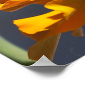 Poster Vol du Bumblecamel (Coin)