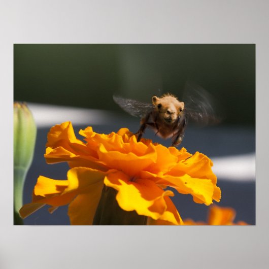 Poster Vol du Bumblecamel (Devant)