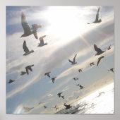 Poster Vol gratuit (Devant)