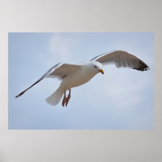 Poster Vol Seagull (Devant)