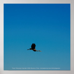 Poster Volant