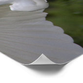 Poster volant d'Aigrettes (Coin)