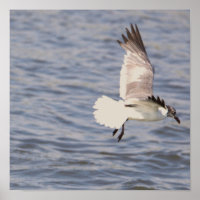 Poster volant de mouettes