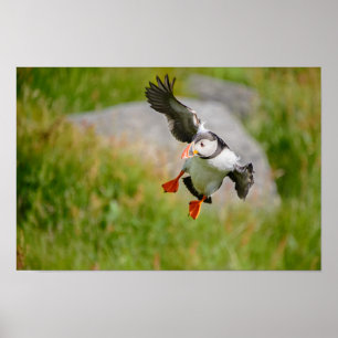 Poster volant d'oiseau de Puffin de l'Atlantique