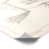 Poster Volant Fox chauve squelette Anatomie vétérinaire I (Coin)