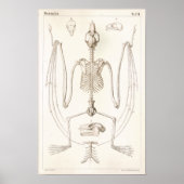 Poster Volant Fox chauve squelette Anatomie vétérinaire I (Devant)