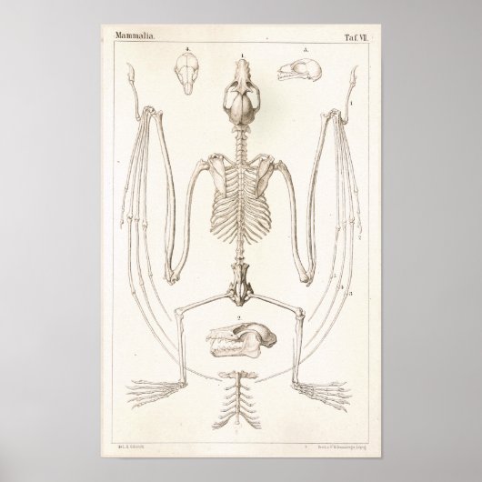 Poster Volant Fox chauve squelette Anatomie vétérinaire I (Devant)