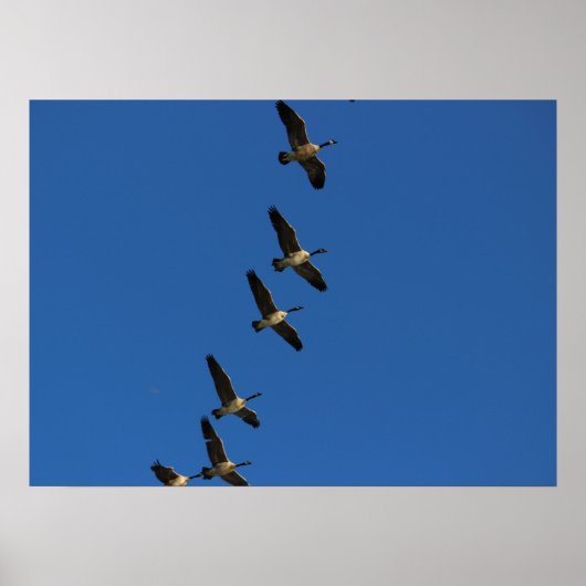 Poster Voler (Devant)