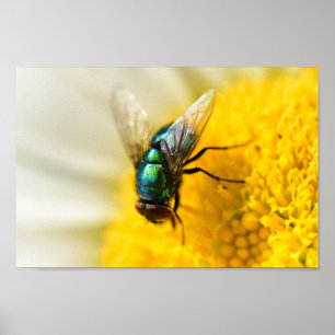 Poster Voler bouteille verte