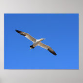 Poster Voler Gannet Oiseau Ciel bleu (Devant)