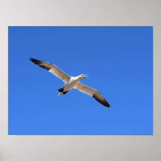 Poster Voler Gannet Oiseau Ciel bleu (Devant)
