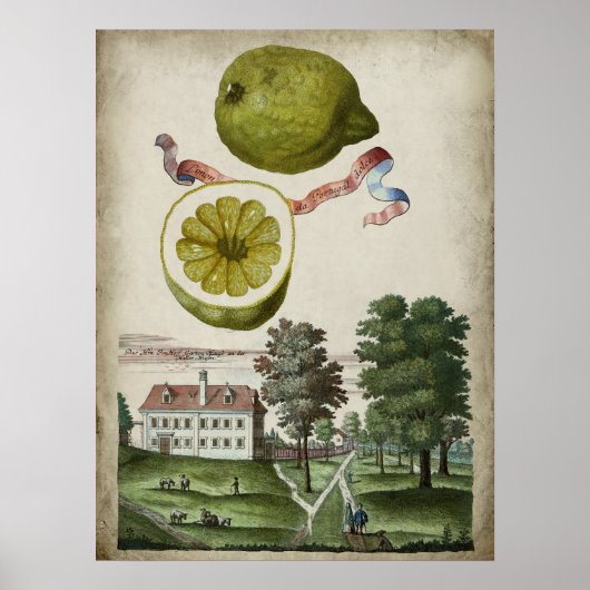 Poster Volkamer Citrus Lemon Paysage italien (Devant)