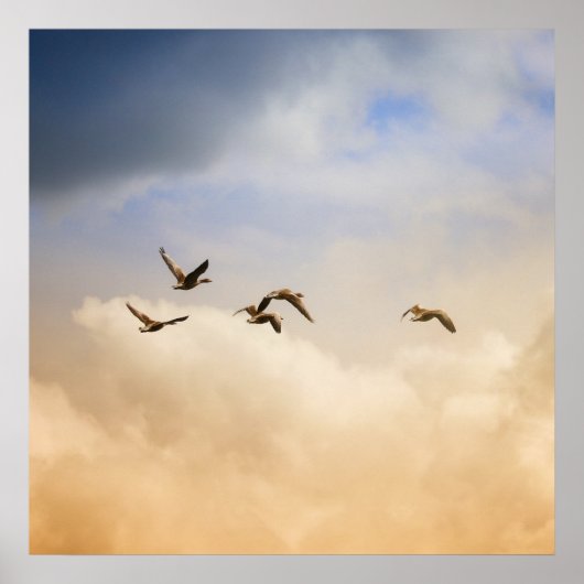 Poster Vols d'oiseaux (Devant)