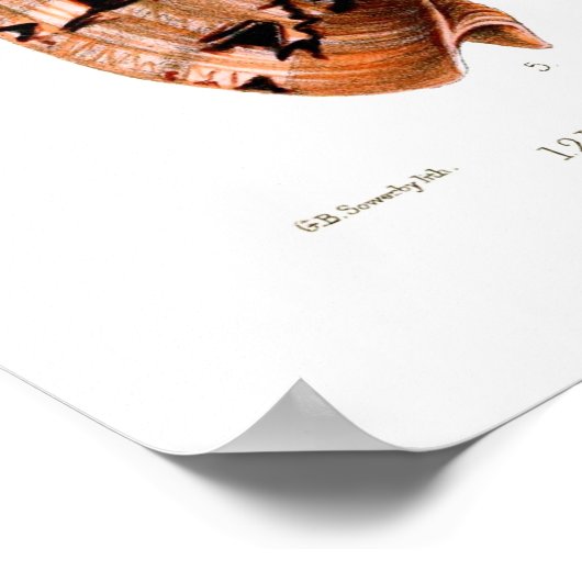 Poster Voluta Shells (Coin)