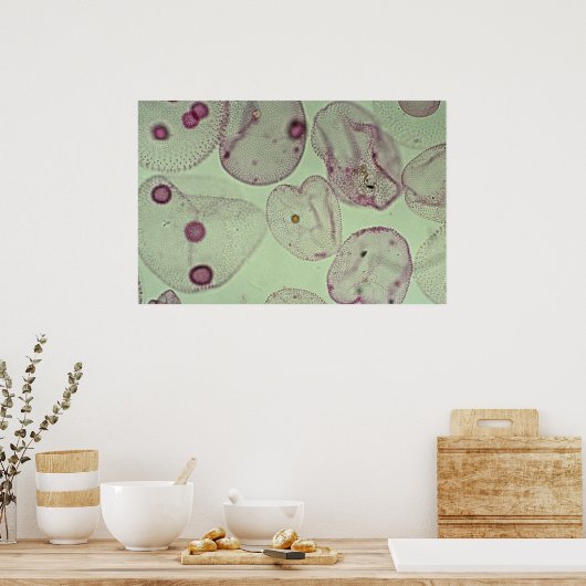 Poster Volvox, algues (Cuisine)