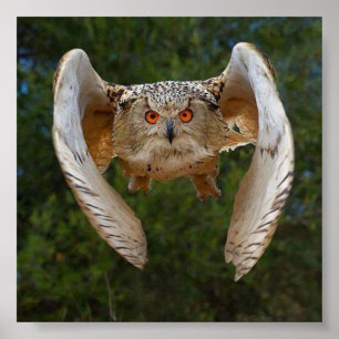 Poster Voo du Hibou