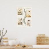 Poster voor aanpassing van de wervelkolom (Keuken)