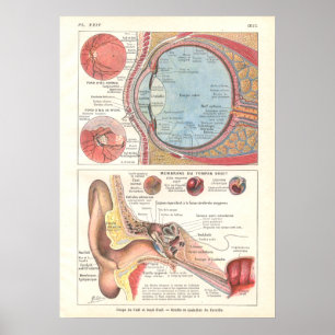 Poster voor anatomie in het Frans