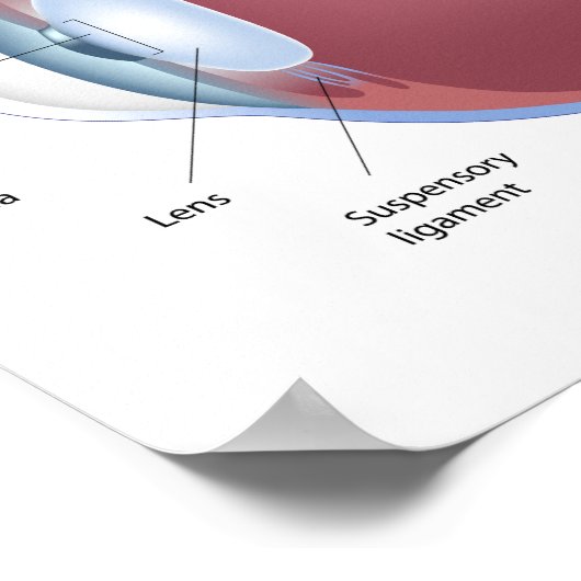 Poster voor anatomie van menselijke ogen (Hoek)