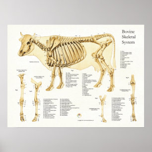 Poster voor anatomische  van runderskeletspieren