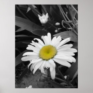 Poster voor bekroonde winnaars-zwart en White Dais