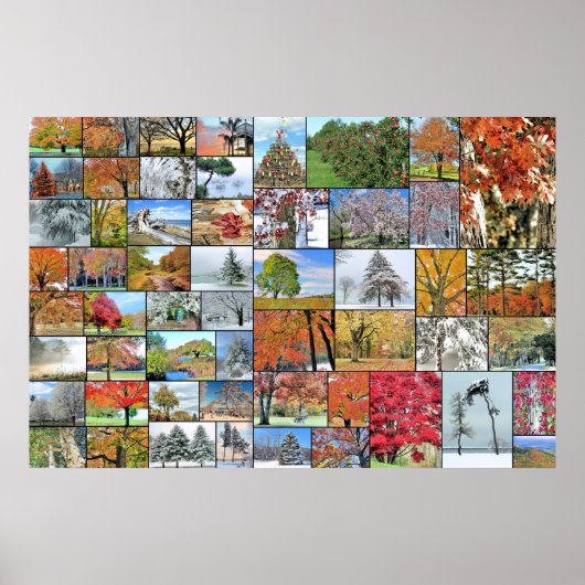 Poster voor de collage van bomen 36 x 24 (Voorkant)