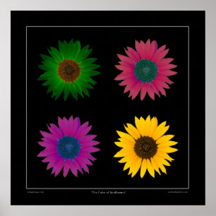 poster voor de ontwerper "The Color of Sunflower"