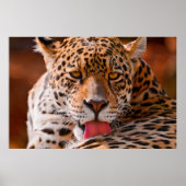 Poster voor de reiniging van luipaarden (Voorkant)