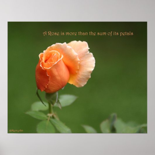 Poster voor elk Roos: ROOS & PROSE 20x16 (Voorkant)