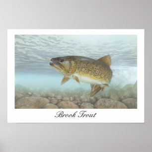 Poster voor het schilderen van Brook-forel