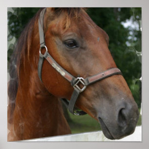 Poster voor kwart paard afdrukken