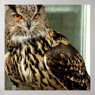 Poster voor langoustine