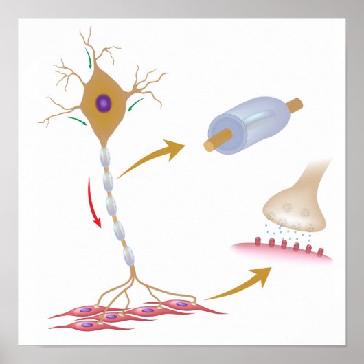Poster voor motorneuron-anatomie (Voorkant)