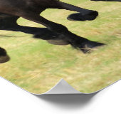 Poster voor paarden met een galoping (Hoek)