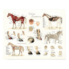 Poster voor paardenanatomie