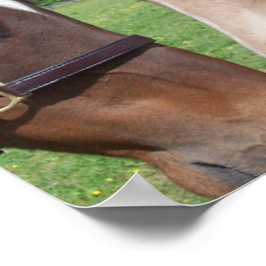 Poster voor paardenRomance afdrukken (Hoek)